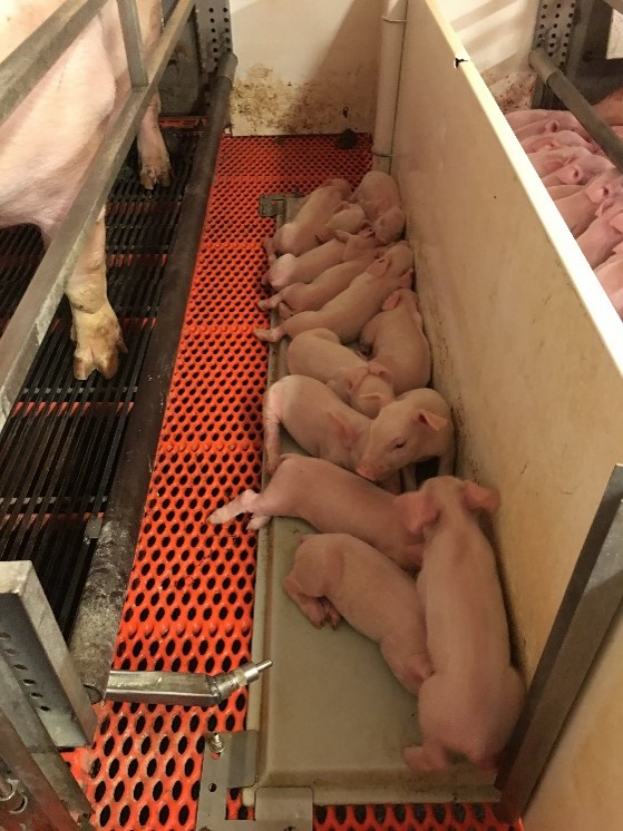Heat Stress In Sows