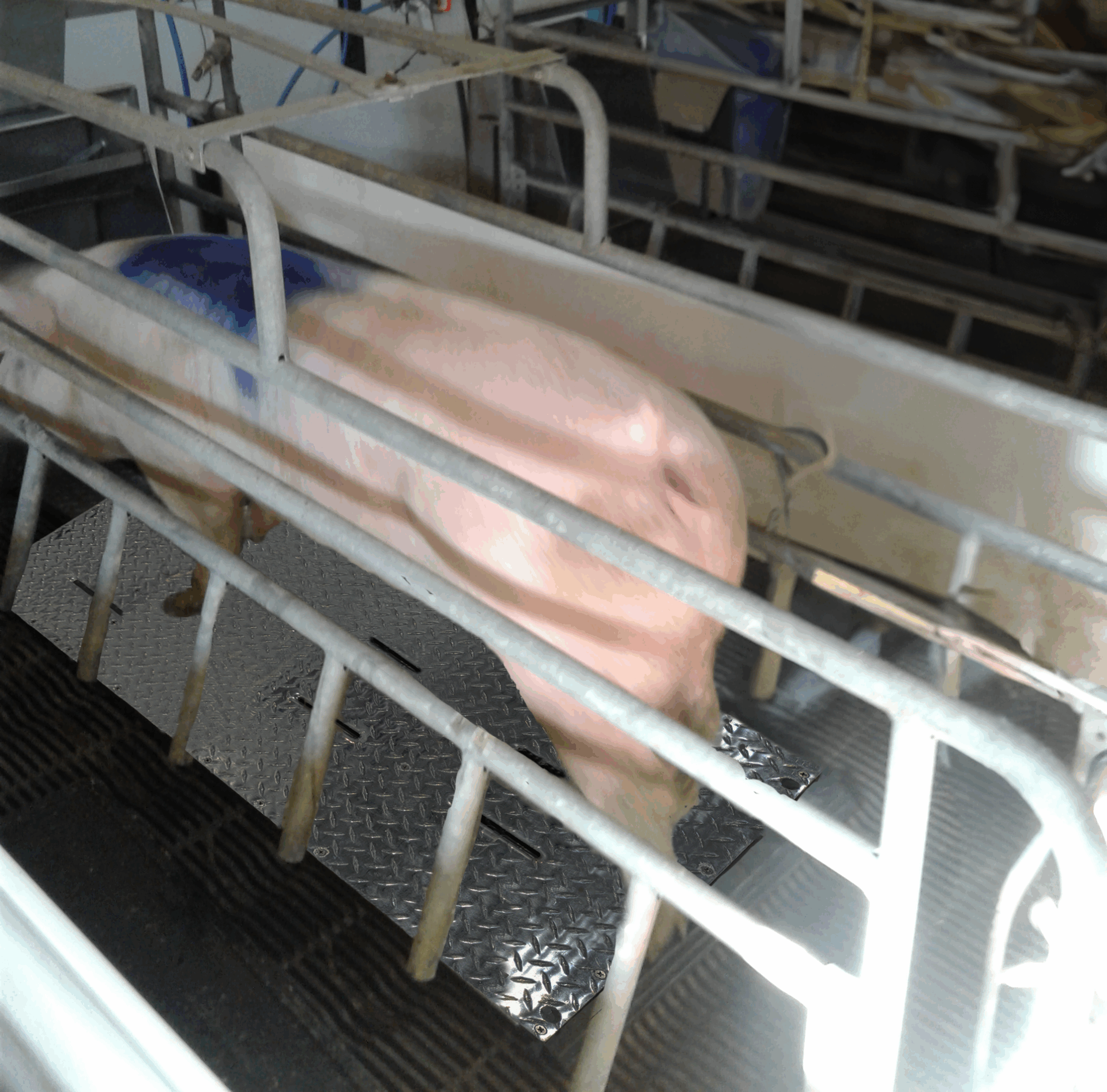 Sow in cooling pads trial